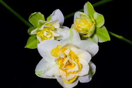 daffodils on dark background close upの写真素材