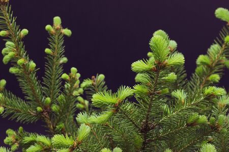 green conifer branches on a dark backgroundの写真素材