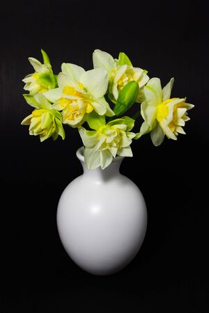 fresh spring daffodils in a white vaseの写真素材