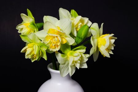 fresh spring daffodils in a white vaseの写真素材