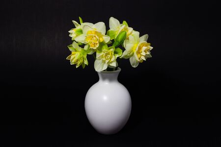 fresh spring daffodils in a white vaseの写真素材