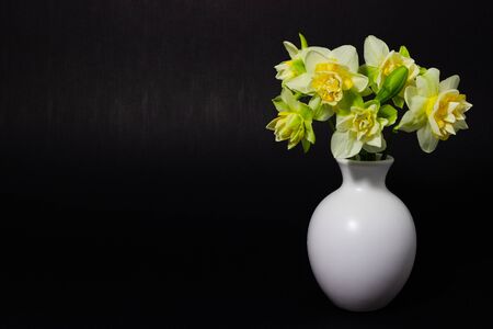 fresh spring daffodils in a white vaseの写真素材