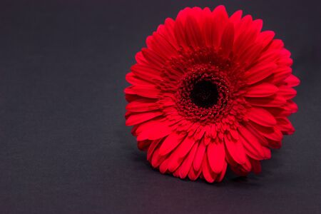 fresh red gerbera closeup on dark backgroundの写真素材