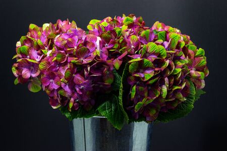 pink green hydrangea closeup on dark backgroundの写真素材