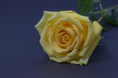 fresh yellow rose close up on dark backgroundの写真素材