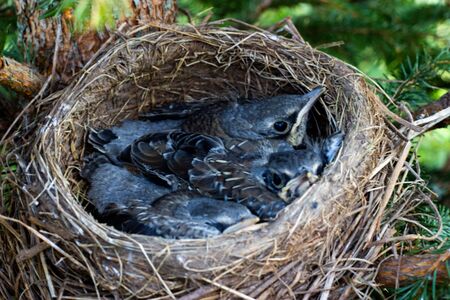 thrush chicks in a nest on a tree
