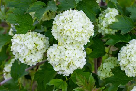 Blooming viburnum in the garden, floral white balls on a bush of viburnumの写真素材