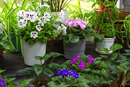decorative and flowering indoor plants on the windowsillの写真素材