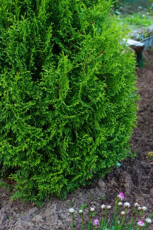 Closeup of green leaves of Thuja trees. Thuja occidentalis is an evergreen coniferous tree.の写真素材