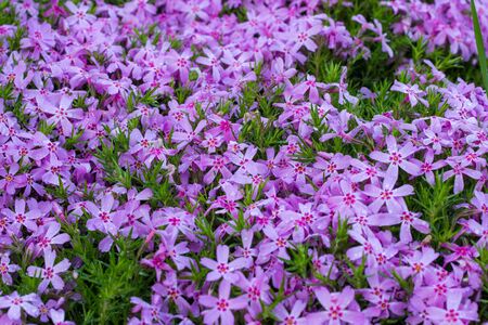 Aubrieta pink closeup, small pink flowers in the gardenの写真素材