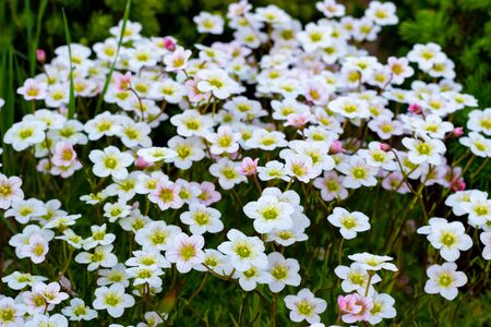 Floral background of pink flowers of saxifrage, spring blooming, small white flowersの写真素材