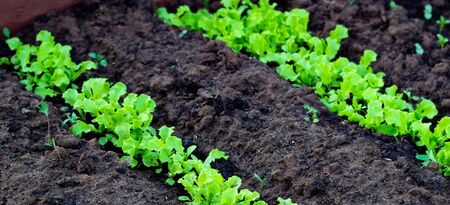 Fresh leaves of green lettuce salad growing in soil in gardenの写真素材
