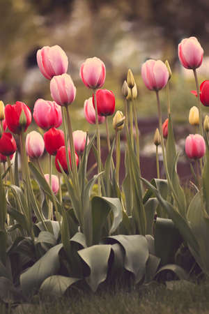 Tulips with beautiful bouquet background. Tulip. Beautiful bouquet of tulips. Colorful tulips. Tulips in spring. Colourful tulip with blurred backgroundの写真素材