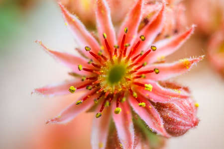 Sempervivum plant during flowering. Tinted. Selective focus