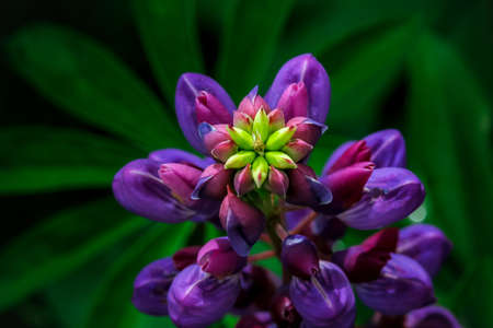 Lupine plant during flowering. Tinted. Selective focusの写真素材