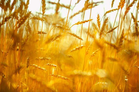 Wheat field. Ears of golden wheat close up. Beautiful Nature Sunset Landscape. Rural Scenery under...