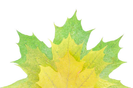 Colorful autumn maple leaf isolated on white background