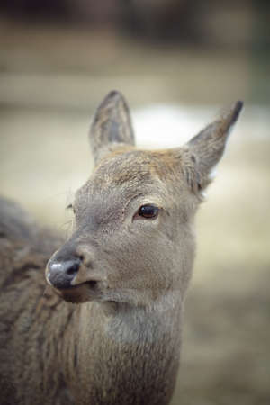 Whitetail deer doeの写真素材