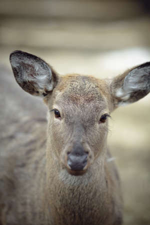 Whitetail deer doeの写真素材