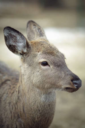 Whitetail deer doeの写真素材
