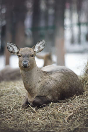 Whitetail deer doe and yearlings standing in the woods in winter snowの写真素材