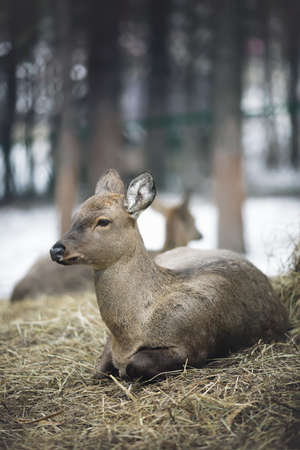 Whitetail deer doe and yearlings standing in the woods in winter snowの写真素材