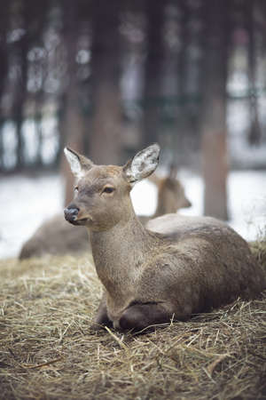 Image of fallow deer in forest landscape in Winter with snow on groundの写真素材