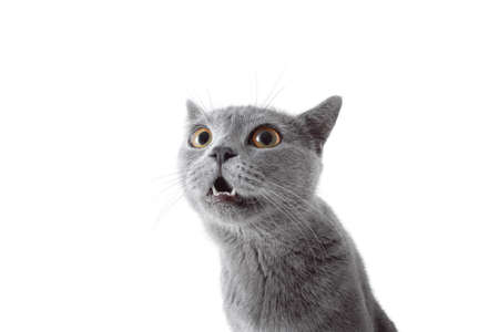 Gray cat looking at camera. Isolated on white background