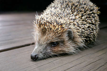 Young hedgehog in natural habitat. Selective focusの写真素材