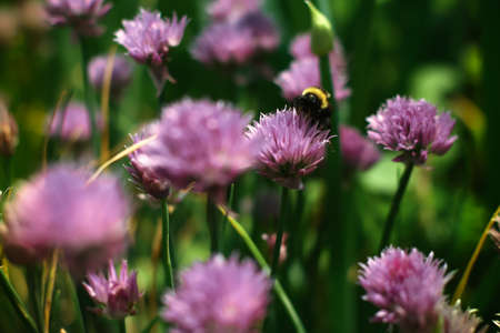Bumblebee collecting nectar on a red clover flowerの写真素材