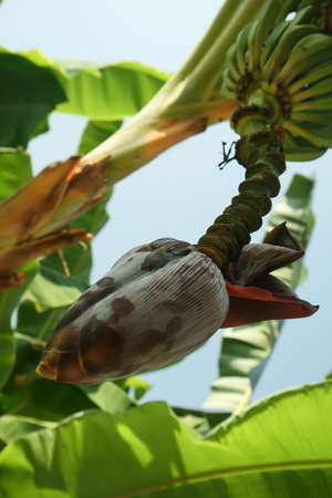 Banana flowers hanging on a banana treeの写真素材