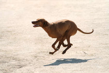 Purebred Rhodesian ridgeback dog without leash outdoors in the nature on a sunny dayの写真素材