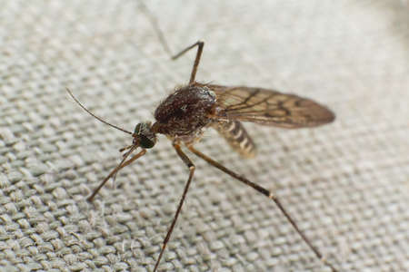 Mosquito trying to bite through clothの写真素材