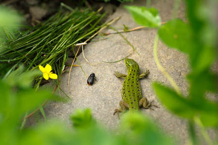 Lizard on a stone close-up.の写真素材