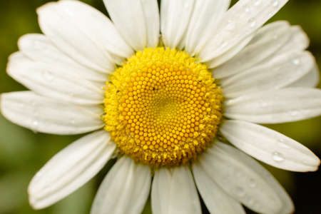 Green grass and chamomiles in the nature closeupの写真素材