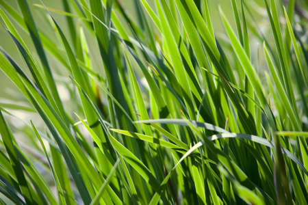 Fresh green grass with water droplet in sunshineの写真素材