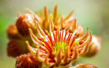 Sempervivum plant during flowering. Selective focusの写真素材