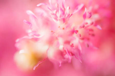Spring blossom background. Abstract blur. Beautiful nature scene with blooming tree and sun flareの写真素材