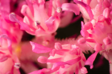 Spring blossom background. Beautiful nature scene with blooming tree on black background. Soft focusの写真素材