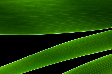 Green grass in the black background. Soft image backgroundの写真素材