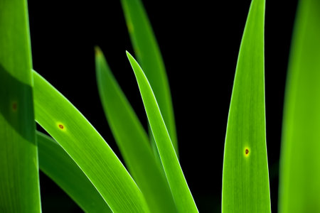 Green grass in the black background. Soft image backgroundの写真素材