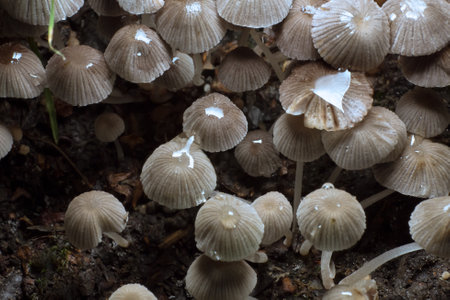 Small mushrooms toadstools. Psilocybin mushrooms. Selective focusの写真素材
