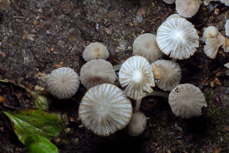 Small mushrooms toadstools. Psilocybin mushrooms. Selective focusの写真素材