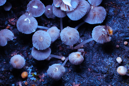 Small mushrooms toadstools. Psilocybin mushrooms under ultraviolet light. Selective focusの写真素材