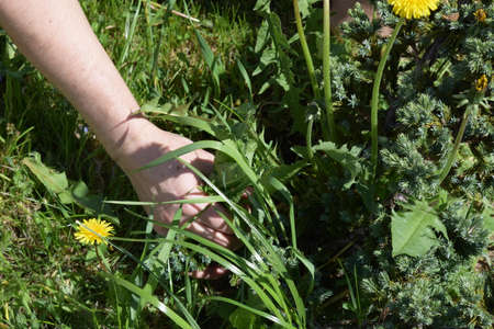 Works in the garden. Weeding weeds. Dandelionsの写真素材