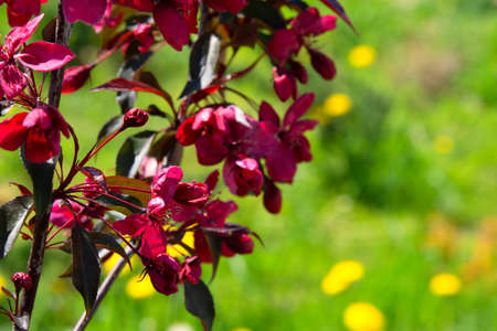 Blossoming garden in the spring. Apple tree royalty bloomingの写真素材