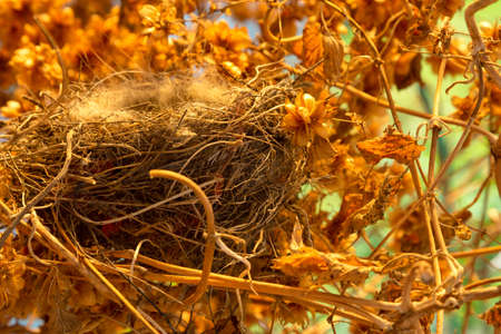 An empty bird's nest in a thicket of hops. Abandoned and emptyの写真素材