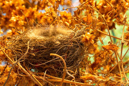 An empty bird's nest in a thicket of hops. Abandoned and emptyの写真素材