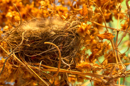 An empty bird's nest in a thicket of hops. Abandoned and emptyの写真素材