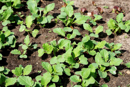 Spring shoots of seedlings. Young radishesの写真素材